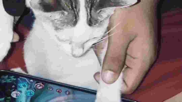 Cat playing mobile legends