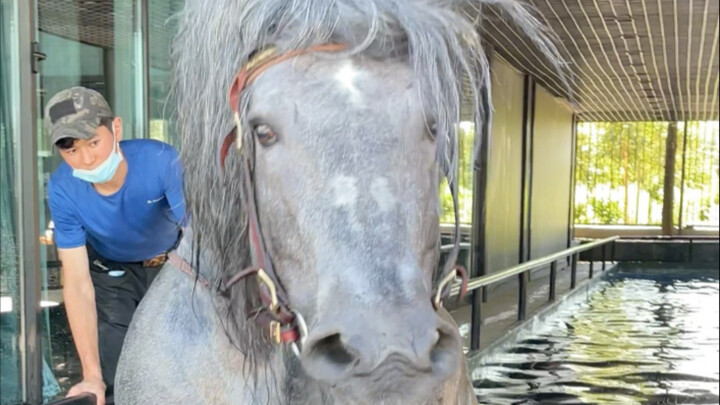 ม้าเลือดเย็นหนักหนึ่งตันว่ายน้ำ