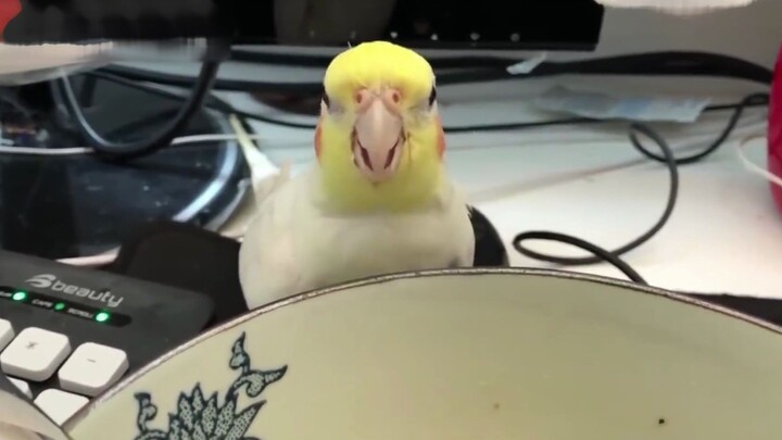 When the parrot tries to sneak a sip of the soup and gets stopped by its owner, its不服 expression is 