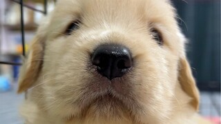 Đừng bao giờ nói chuyện với chó con nếu bạn không có việc gì để làm, vì điều đó có thể dễ dàng dẫn đ