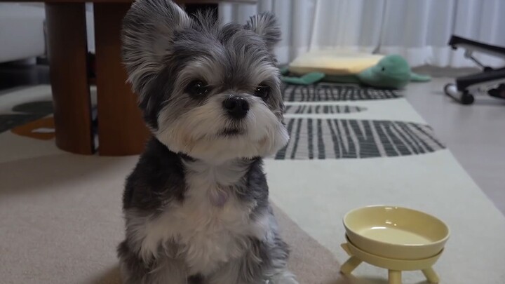 Only given two dog biscuits, the cutie instantly loses its composure...
