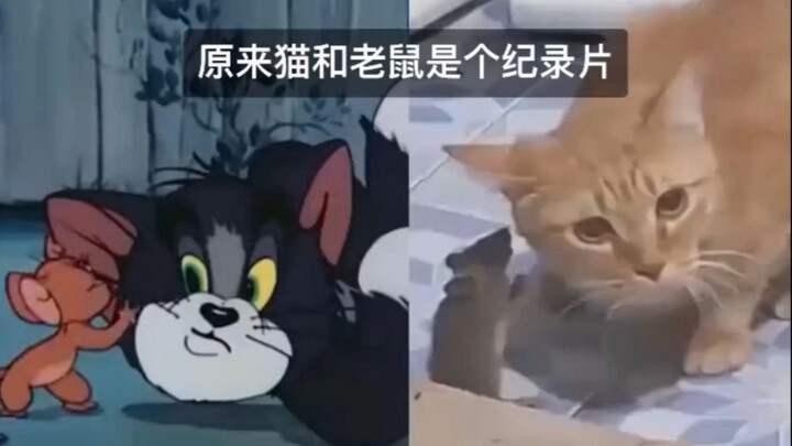 猫和老鼠照集现实是个纪录片，。