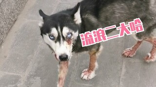 当哈士奇流浪的时候，问题一定会找上它。。