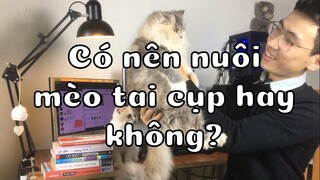 Lý do mà bạn nên nuôi mèo tai cụp - Có nên nuôi mèo tai cụp hay không?