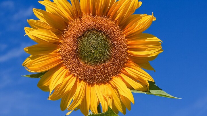 Mengapa bunga matahari membelakangi matahari?