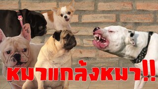 หมาแกล้งหมาหลับ BAD DOG l VRZO