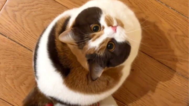 Lucu banget manjanya, sayang!