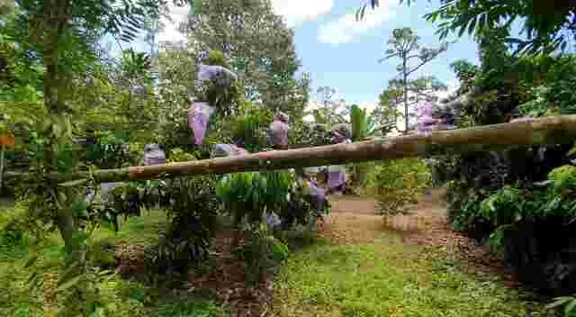 Kebon lengkeng