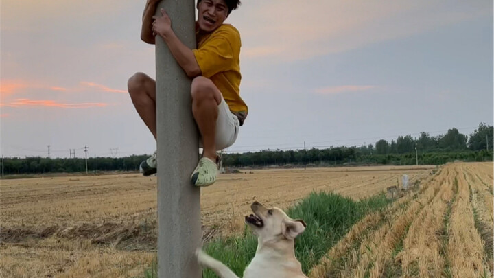 狗狗的大姨妈终于走了