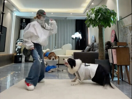 The most dancing puppy in China! Border Collie Senti
