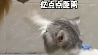 ฉันรีบวิ่งไปแก้แค้นอย่างตื่นเต้น แต่สุดท้ายการแก้แค้นของฉันก็ไม่ได้รับการตอบแทน และใบหน้าของฉันก็อับ