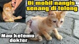 Ribuan Orang Menangis Anak Kucing Ketabraak Minta Tolong Untuk Di Bawa Ke Dokter..!