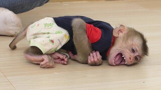 OMG!! Monkey Maki Cry Very Angry Mom |  Because Mom Don't Take Milk For Him