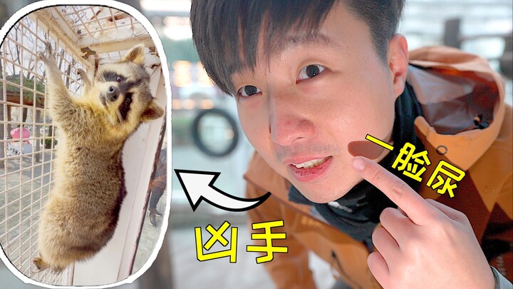 On his very first day as zoo director, he got sprayed in the face with raccoon urine!