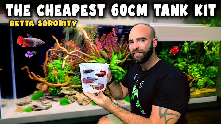 Cheapest 60cm ALL IN ONE Tank Kit | BETTA SORORITY Aquascape Tutorial