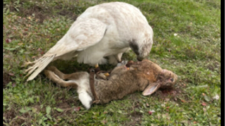 The same rabbit did it six times, and countless imaginary horses galloped through Angora mink’s mind