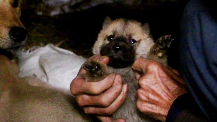 Chinese Garden Dog, a little puppy that has just turned one month old has recognized its owner and i