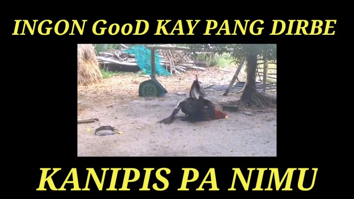 INGON GD NGA PANG DIRBE KANIPIS PA NIMU#DIRBE#KANIPIS #PANIMU