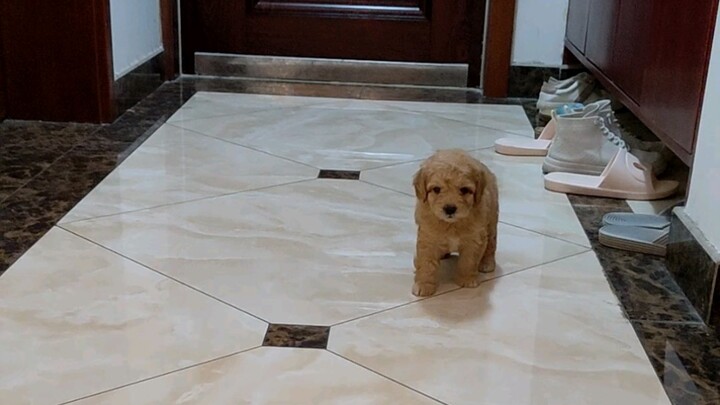 Tôi có cún con rồi!!!!!! Ghi lại khoảnh khắc gặp nhau lần đầu: