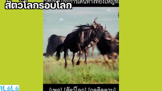 สัตว์โลกรอบโลก 😝