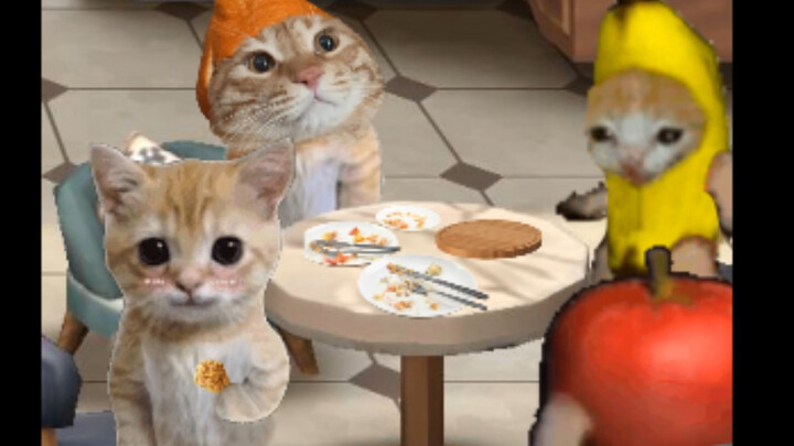 Hari ini para kucing keluar makan bareng!