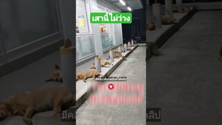 เสานี้ไม่ว่าง