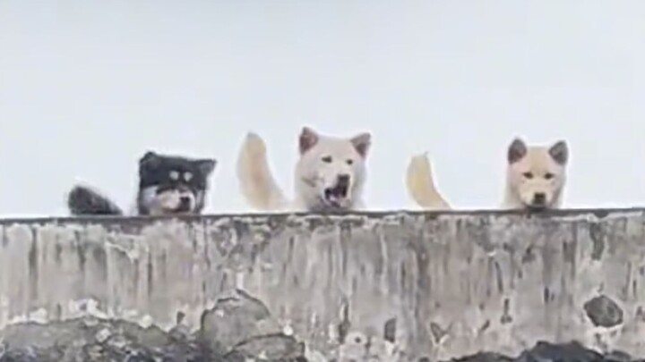 Thế giới vẫn quay tròn dù không còn cún con? Chỉ là cố gồng thôi!!