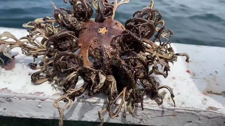 [Perhatian] Ekor ular keranjang itu terdampar di darat (bukan mutasi radiasi)