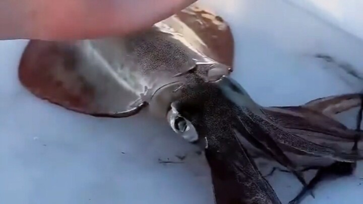 Pria Ini Menyesal Seumur Hidup Setelah Sengaja Nyobain Tinta Cumi-Cumi!