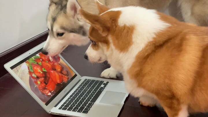 Corgi: Is this Husky eating meat?
