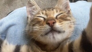 夏天到了，农村小猫没有空调房，也是哪凉快就在哪儿睡觉