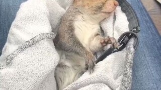 Two young ladies accidentally bumped into a little squirrel, thus embarking on an "exciting and nerv