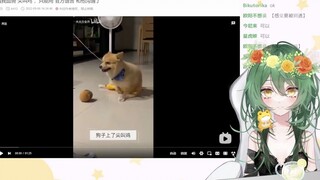 日本妹妹看狗子骑尖叫鸡：玩具不能这么玩的啊