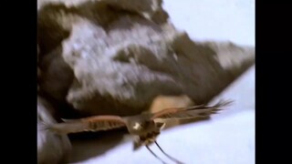 nhungwxcuoocjphieeeuluuwcuarsinbad1_14