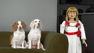 Dogs vs Annabelle Prank สุนัขตลก Maymo & Potpie ไม่สามารถกำจัดตุ๊กตา Annabelle ที่น่ากลัวได้!