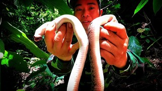 Trở lại rừng xanh , ngôi nhà trên cây , đón người bạn mới , rắn nướng nguyên con