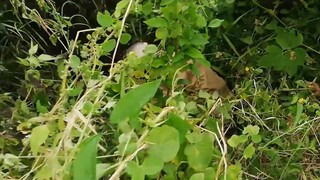 TÁM LÚT Gặp Tổ Ong Khủng Và Cái Kết Có Hậu