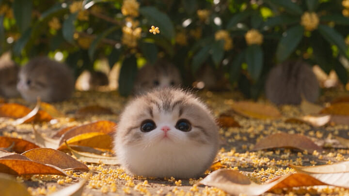 Crispy Corn Cat | The Last Osmanthus Rain of Autumn