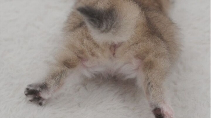 Kucing kecil dari keluarga mana yang gemuk sampai tidak bisa berdiri?!