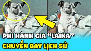 💥LAIKA - Biểu tượng LỊCH SỬ về chú chó phi hành gia MỘT ĐI KHÔNG TRỞ LẠI  | TIN GIẢI TRÍ