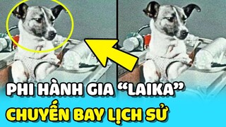 💥LAIKA - Biểu tượng LỊCH SỬ về chú chó phi hành gia MỘT ĐI KHÔNG TRỞ LẠI  | TIN GIẢI TRÍ