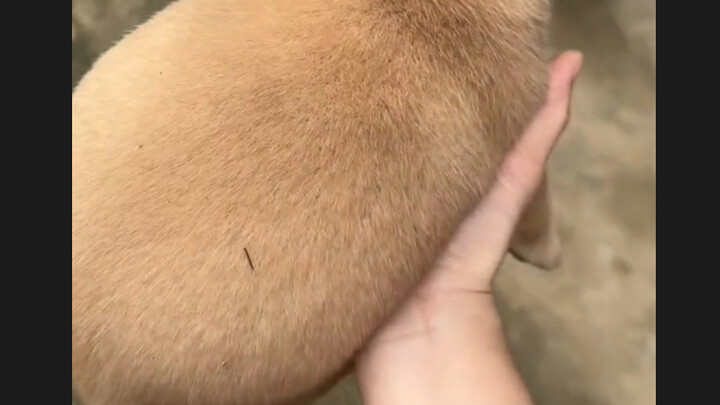 Chú kiwi khổng lồ tinh nghịch