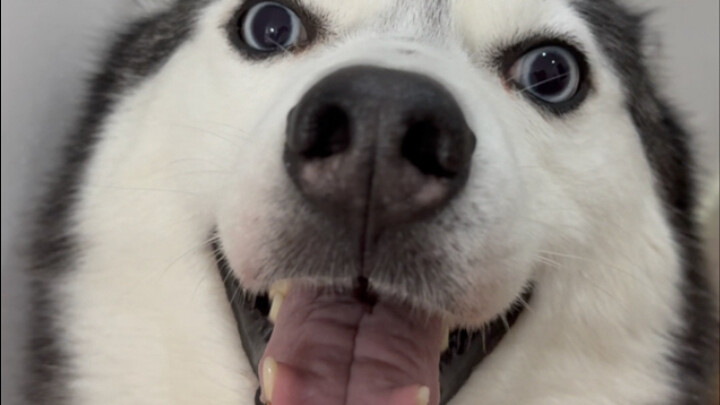 Makan malam dimakan oleh anjing