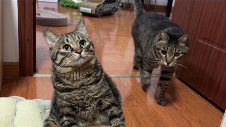 Trải nghiệm khi nhà nuôi hai con mèo tai to là như thế nào?