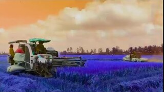 Máy Cắt Lúa Có Nhạc Thiếu Nhi l Bé Xem Máy Gặt Lúa