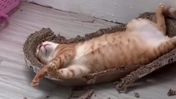 “Cat owners and non-owners alike have fallen silent”