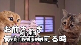 【Delicious】The daily life of forced vacuum hand | Cat meme