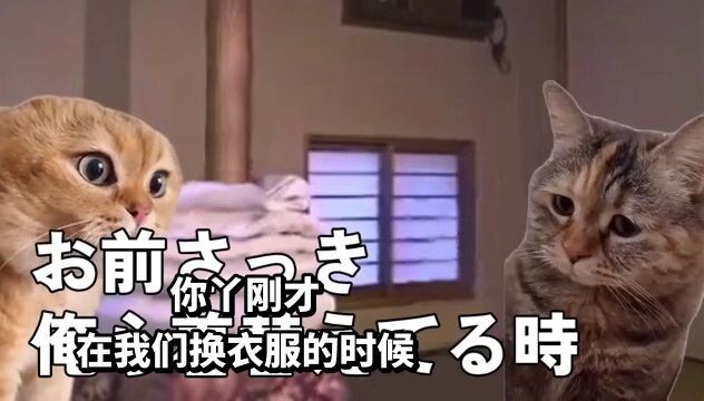 【Delicious】The daily life of forced vacuum hand | Cat meme