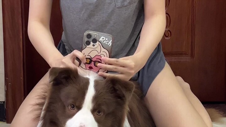 Immersive First-Person Experience of a Puppy