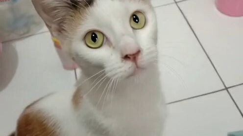 comel is my cat 😽